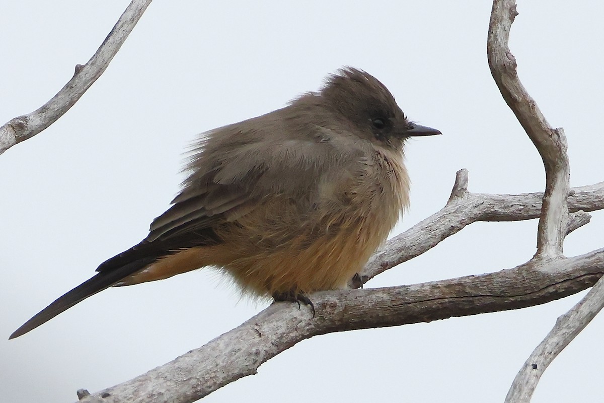 Say's Phoebe - ML641577463