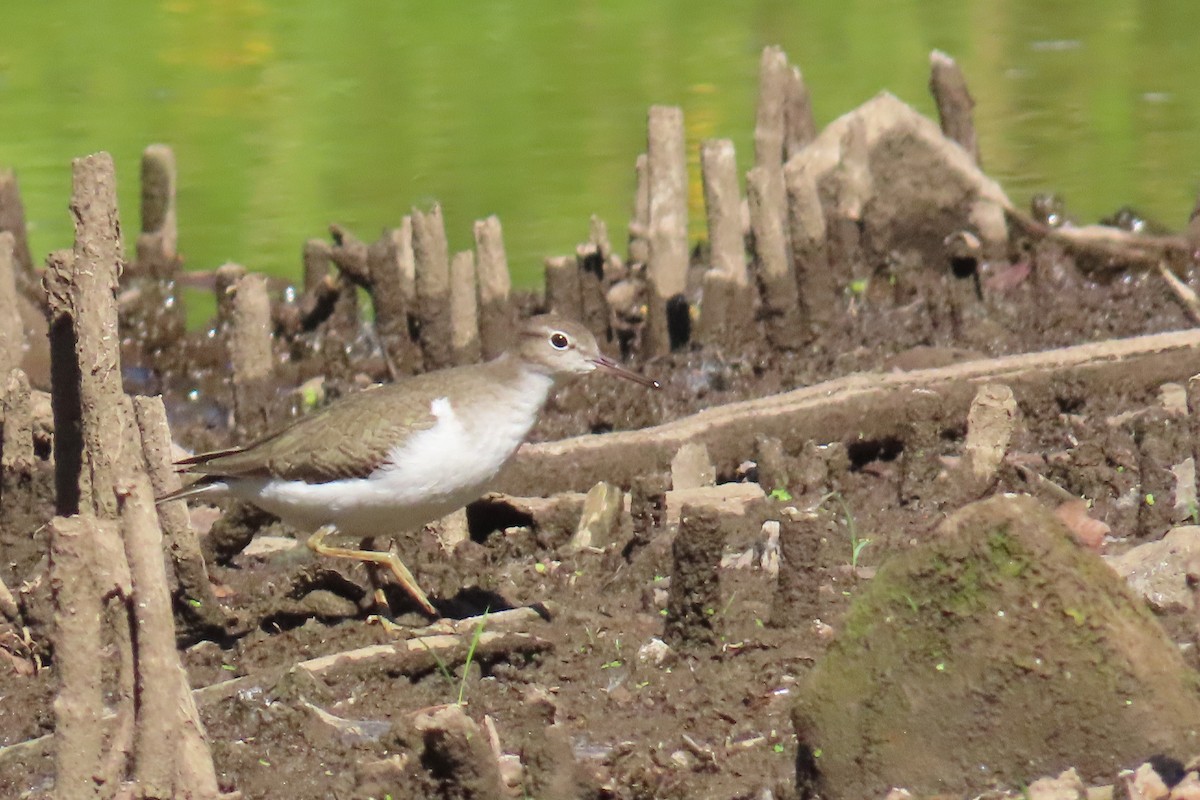Spotted Sandpiper - ML641577495