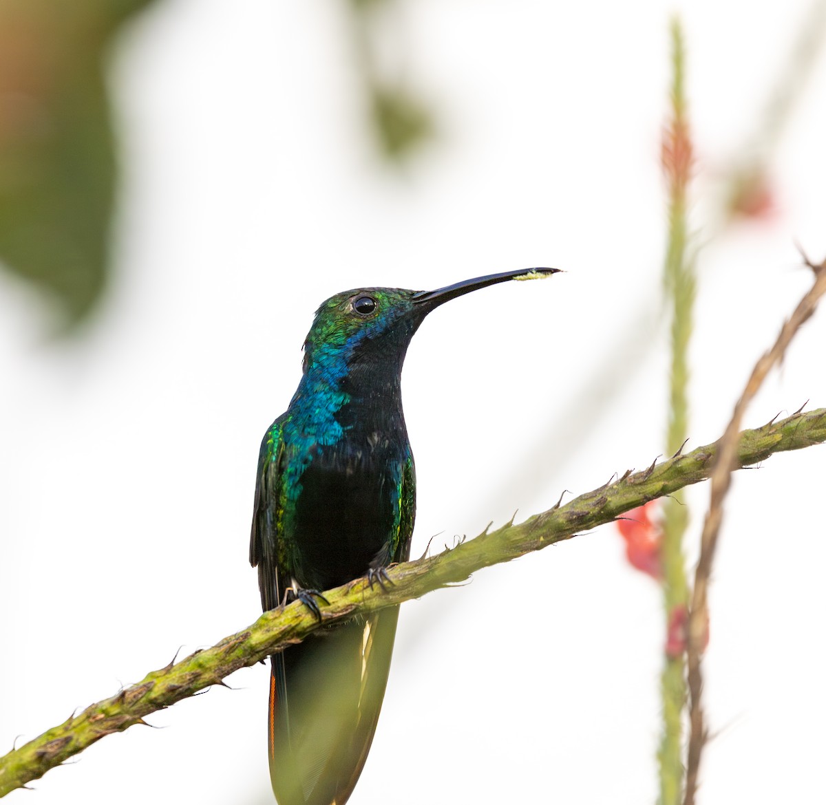Black-throated Mango - ML641577499