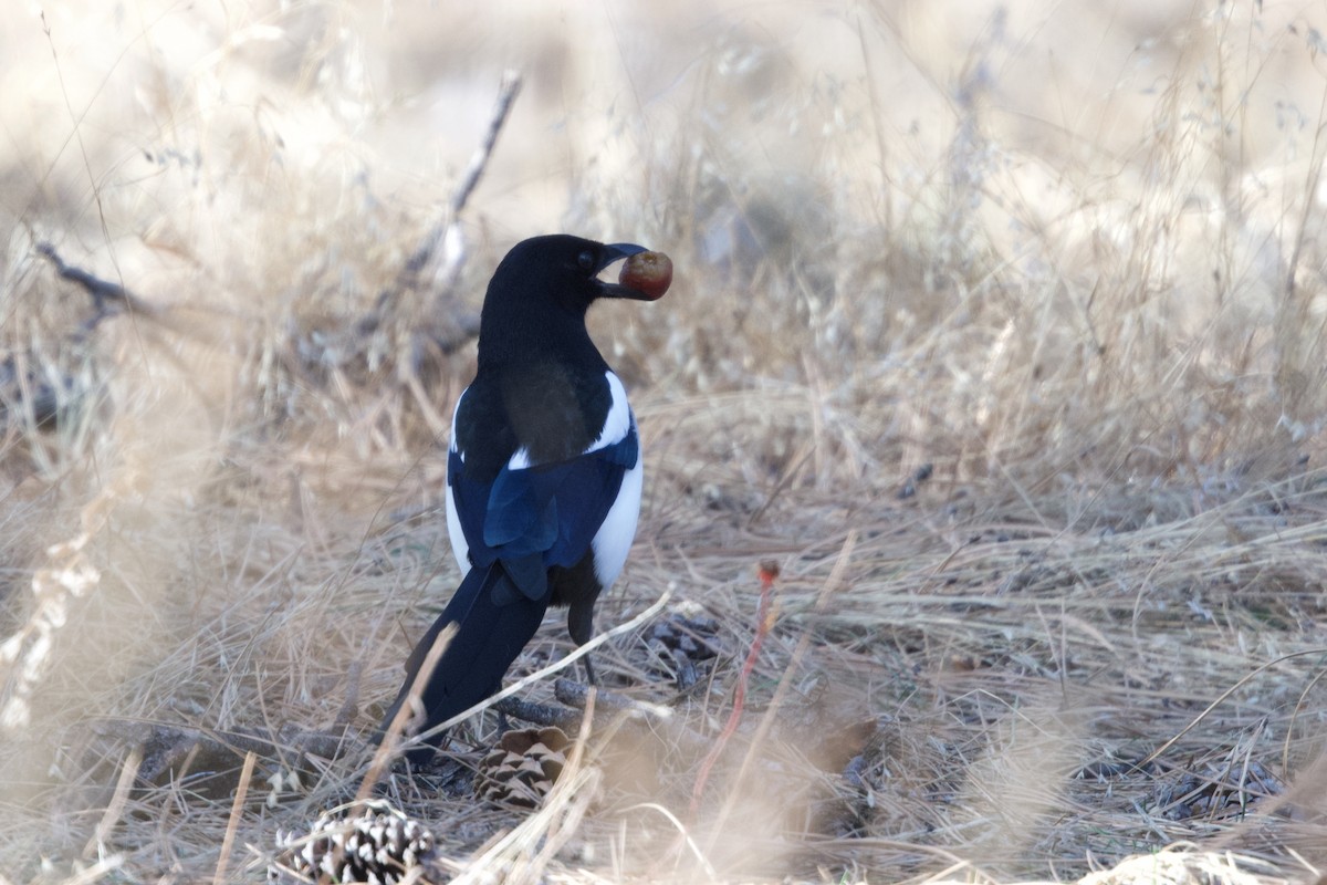 Black-billed Magpie - ML641577502