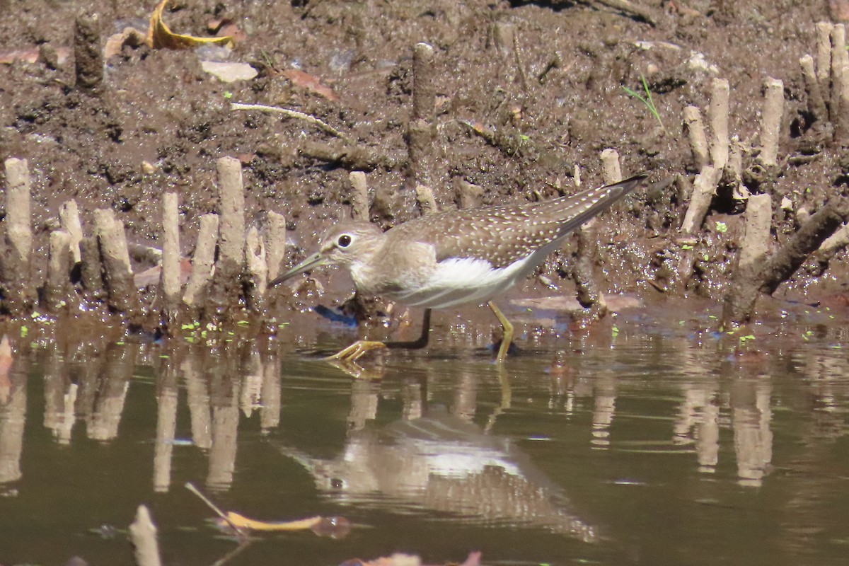 Solitary Sandpiper - ML641577505