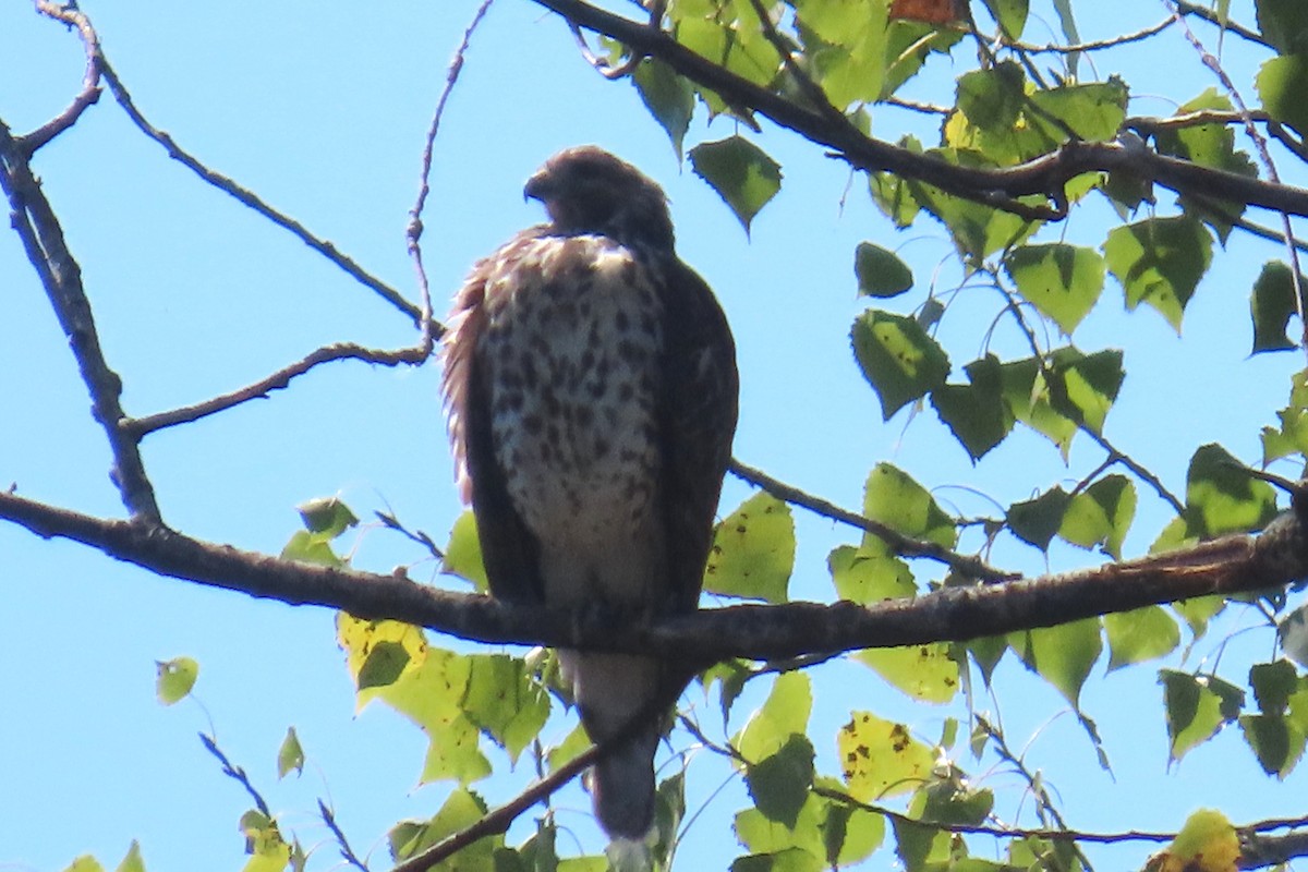 Red-shouldered Hawk - ML641577511