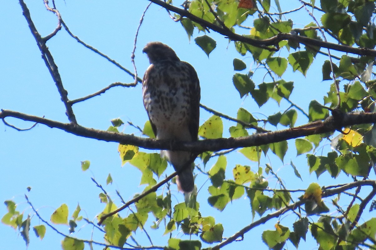 Red-shouldered Hawk - ML641577512