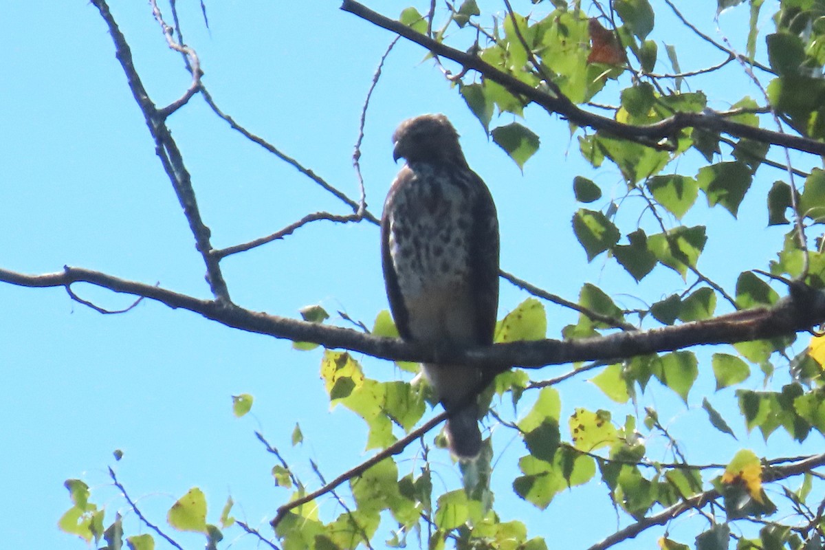 Red-shouldered Hawk - ML641577513
