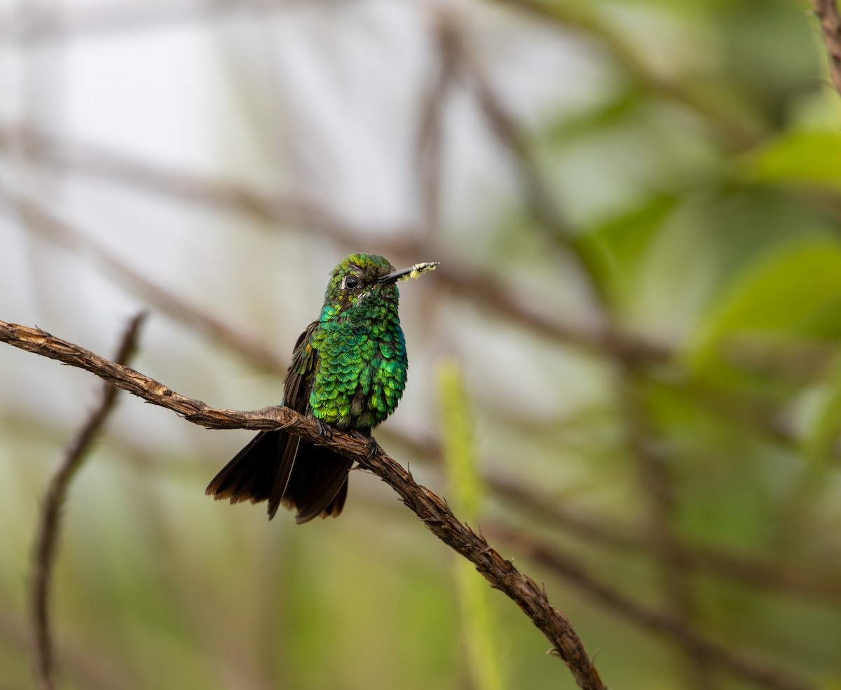 Blue-tailed Emerald - ML641577514