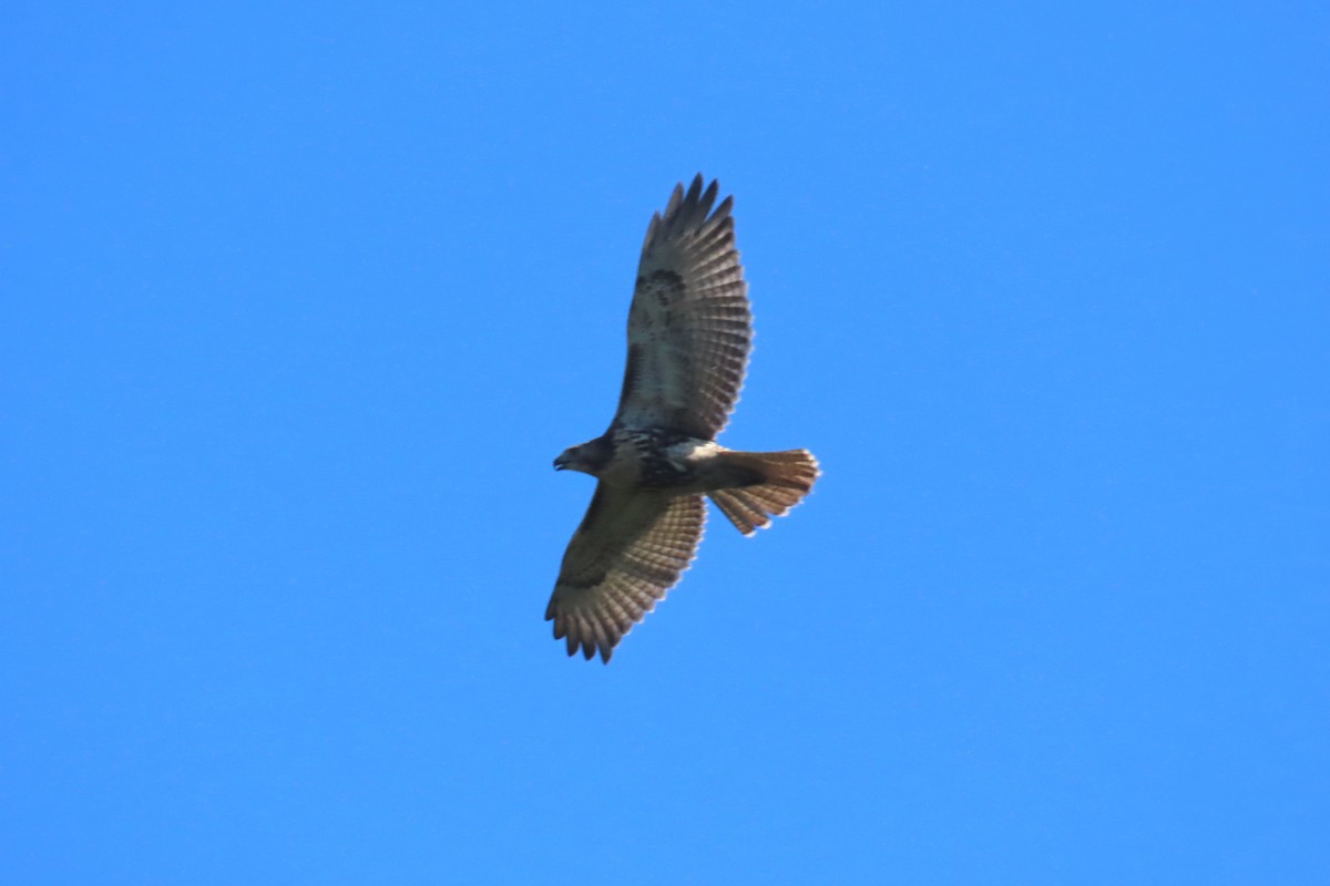 Red-tailed Hawk - ML641577519