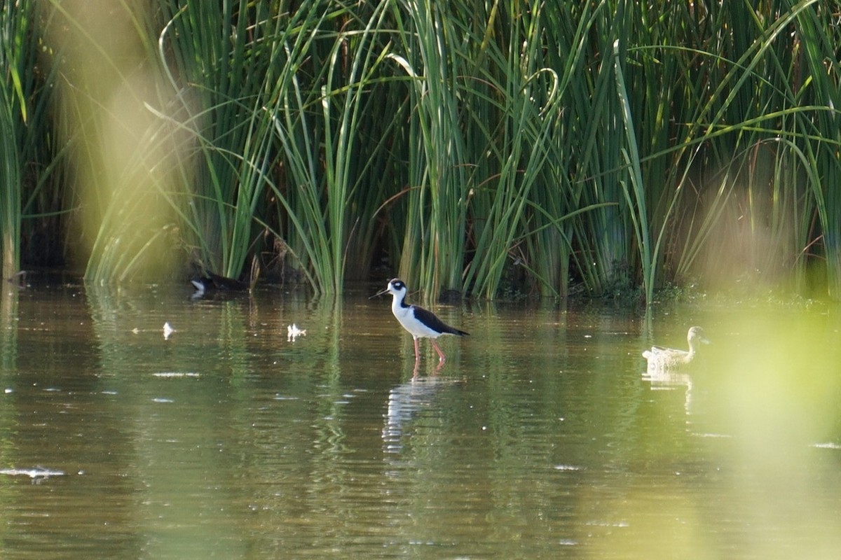 Black-necked Stilt - ML641577520