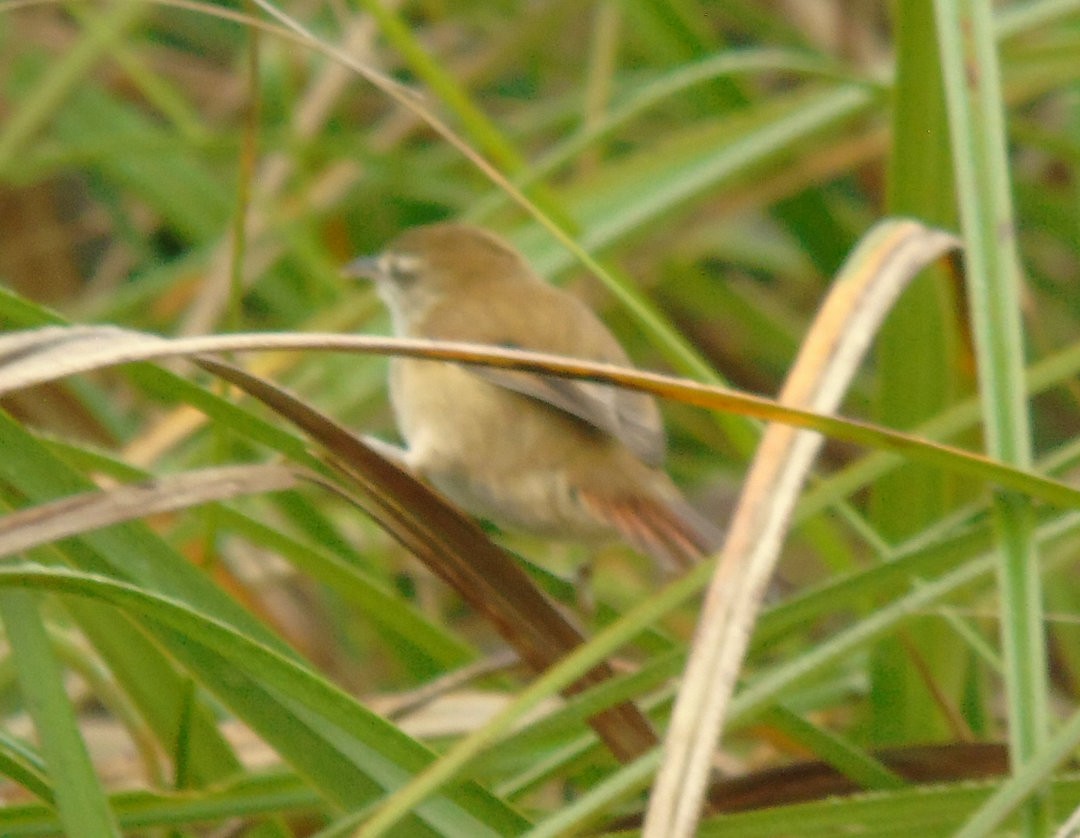 Sulphur-bearded Reedhaunter - ML641577523