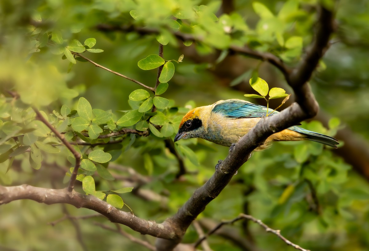 Burnished-buff Tanager - ML641577525