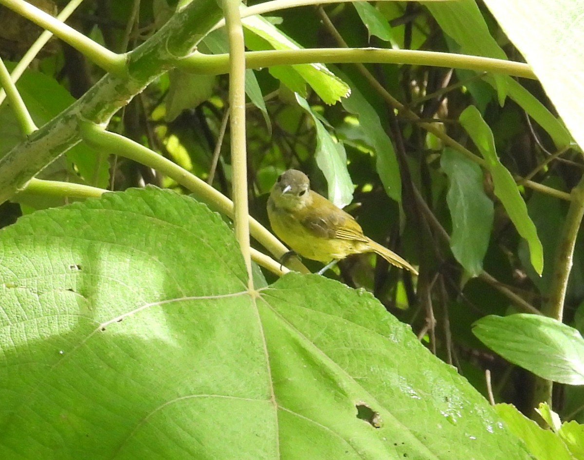 Lesser Greenlet - ML641577526