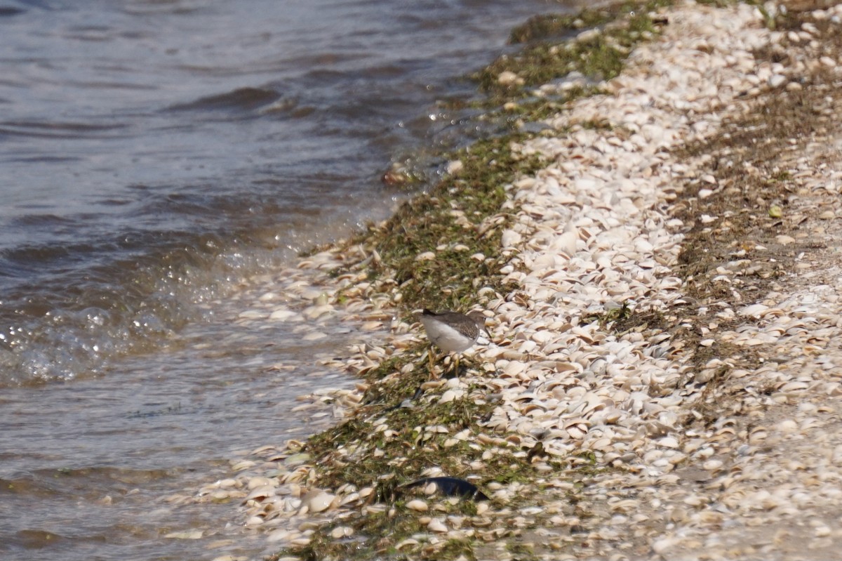 Spotted Sandpiper - ML641577560