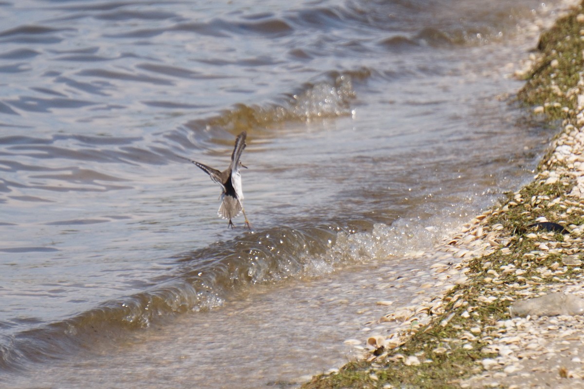 Spotted Sandpiper - ML641577562