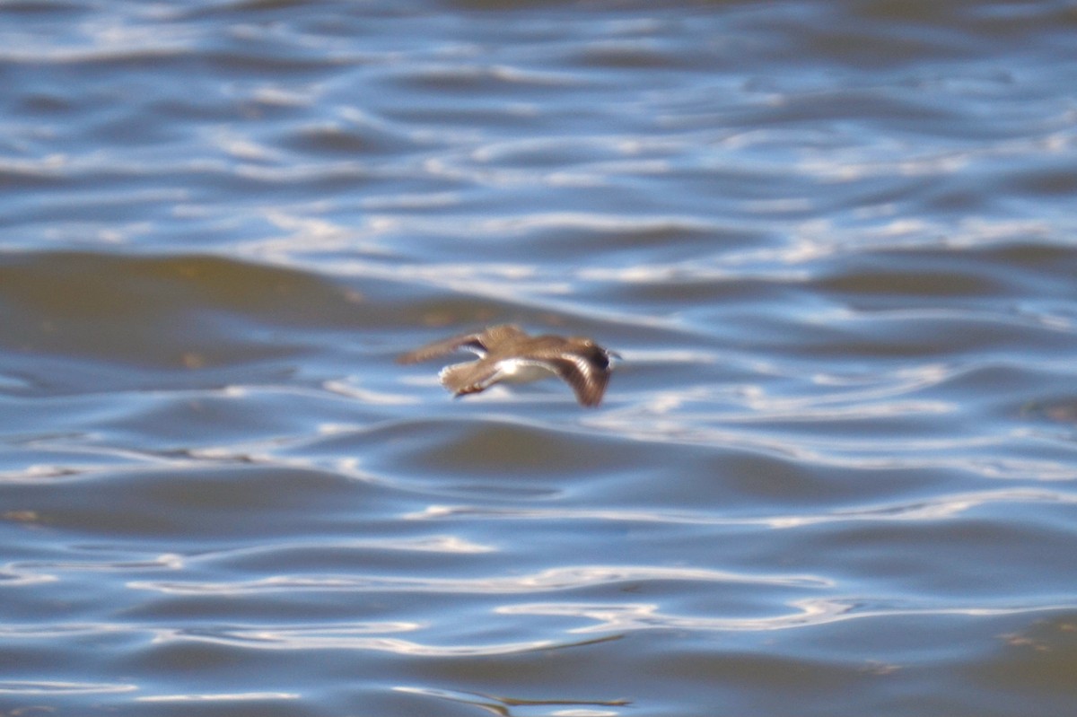 Spotted Sandpiper - ML641577563