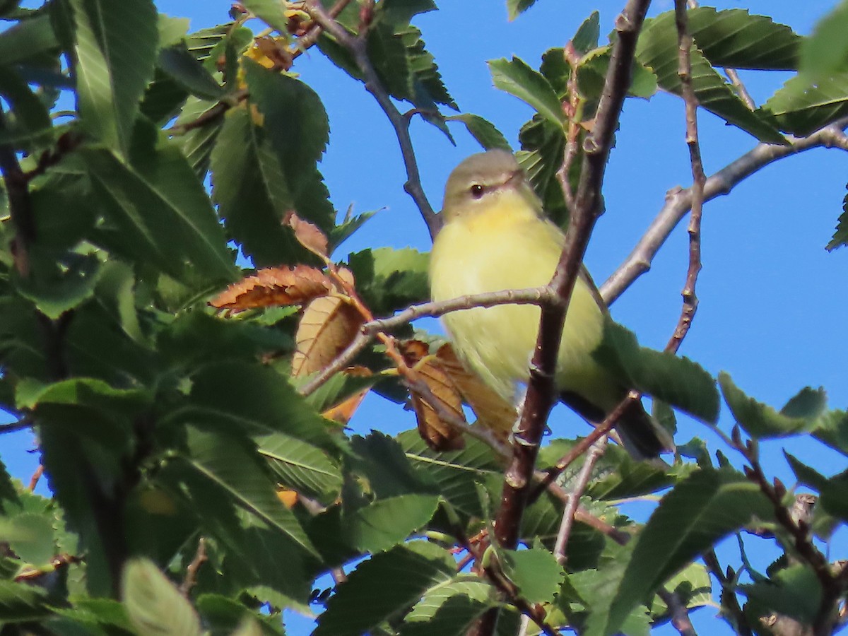 Philadelphia Vireo - ML641577566