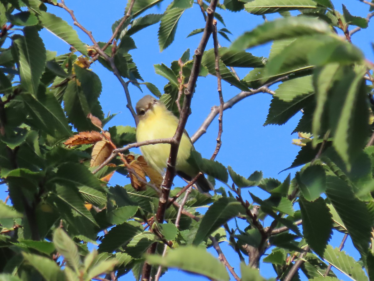 Philadelphia Vireo - ML641577581
