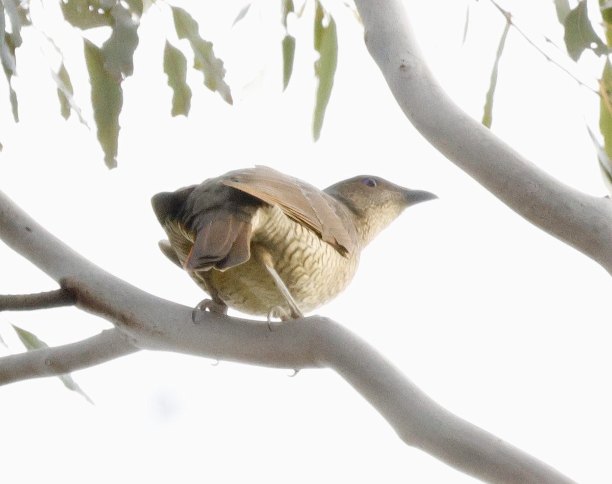 Satin Bowerbird - ML641577590