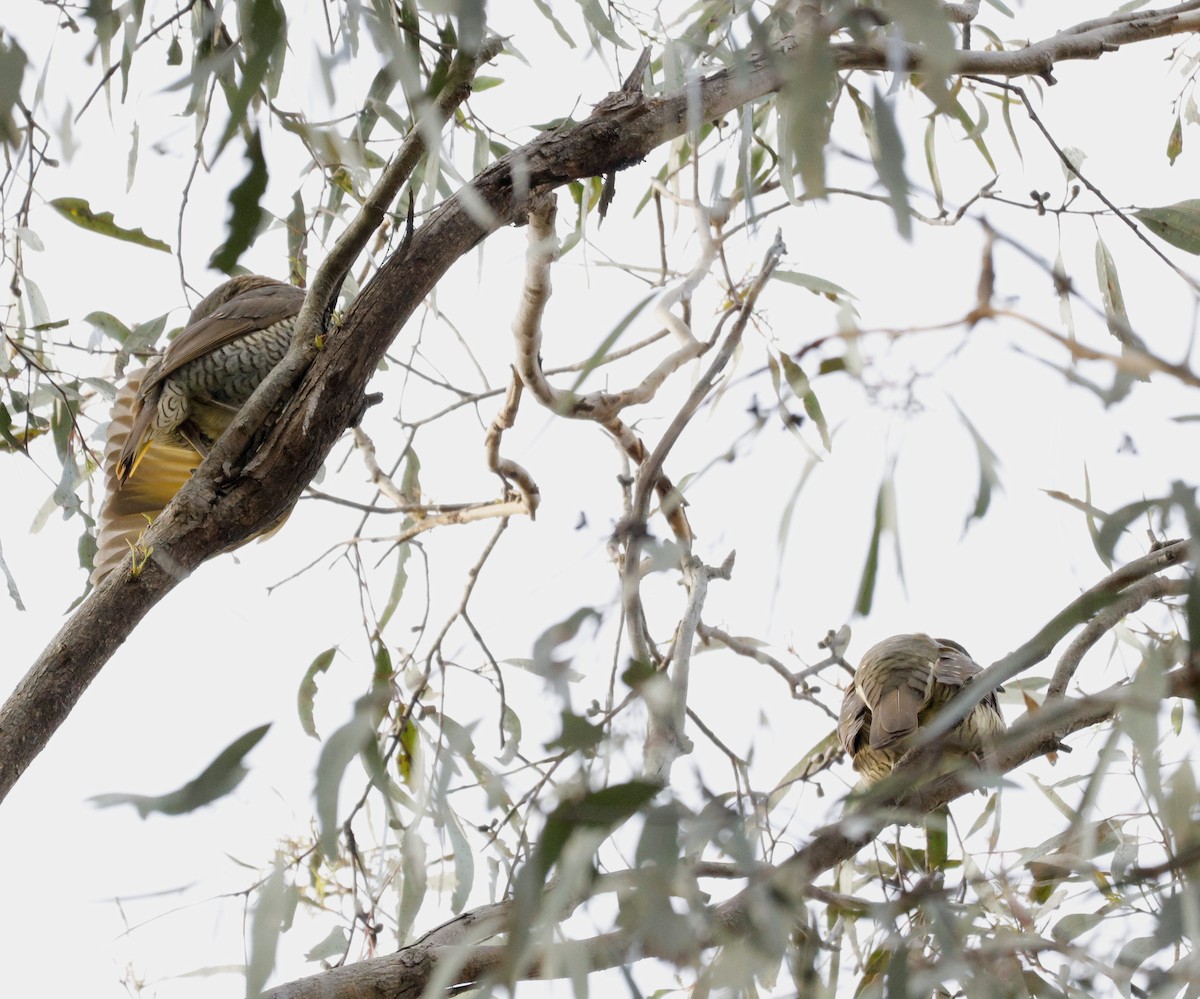 Satin Bowerbird - ML641577591
