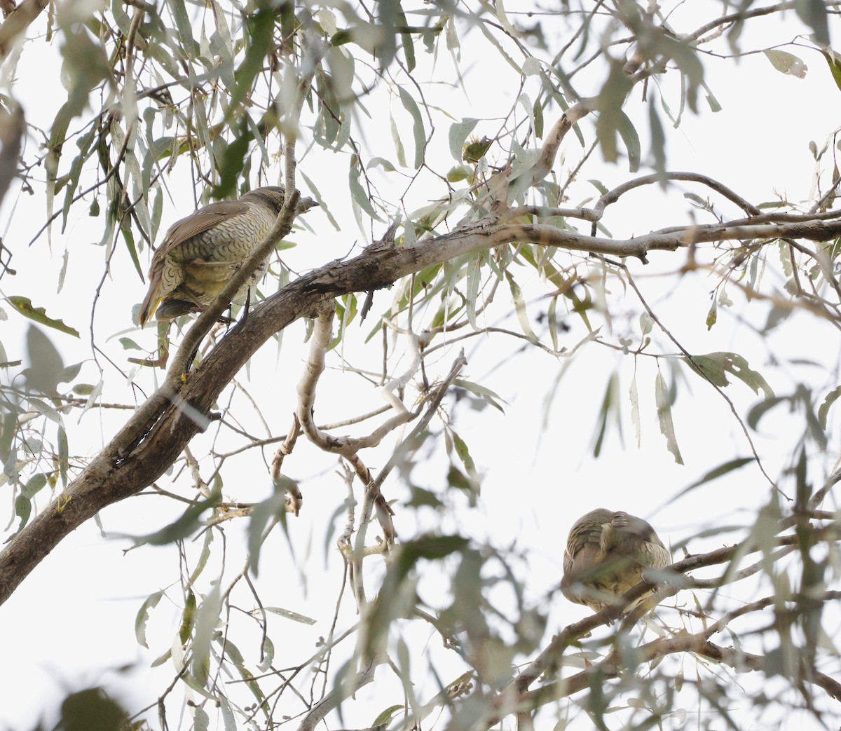 Satin Bowerbird - ML641577592