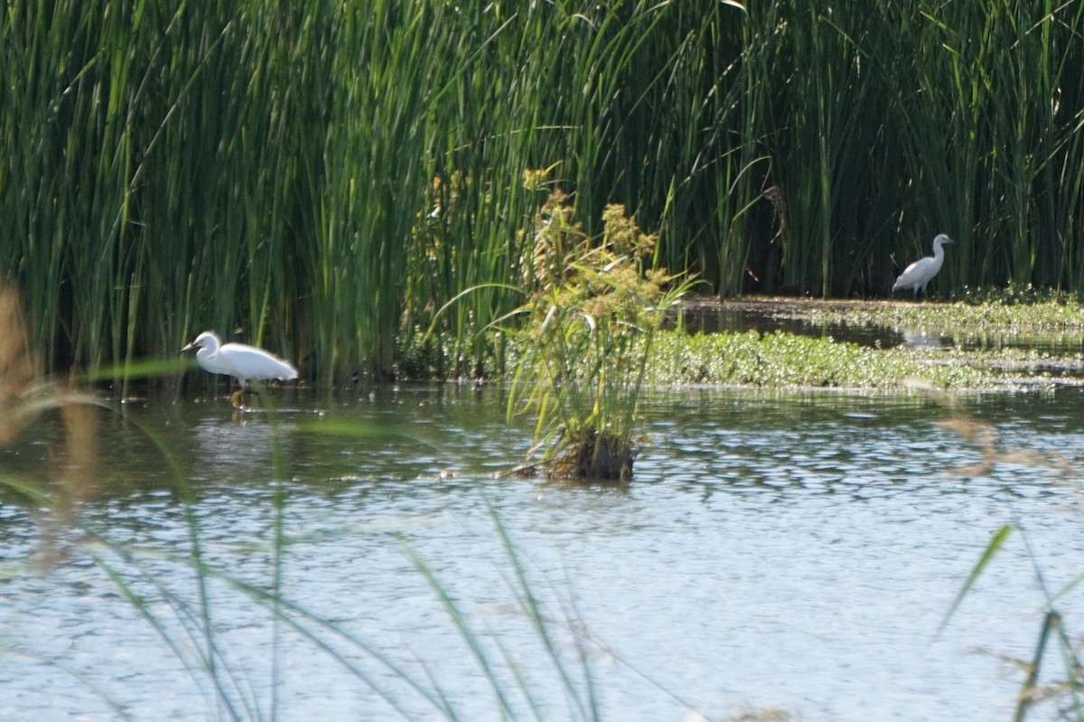 Snowy Egret - ML641577599