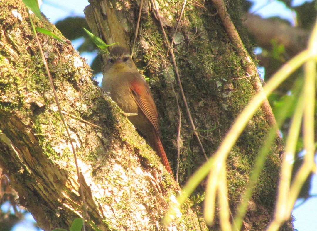 Olive Spinetail - ML641577609