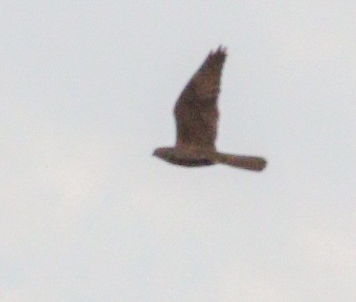 Rußfalke - ML641577641