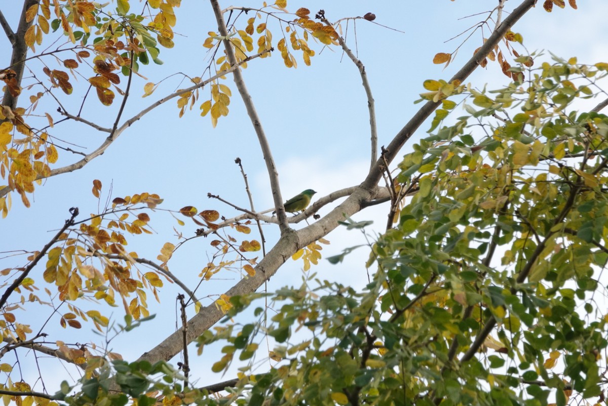 Blue-naped Chlorophonia - ML641577651
