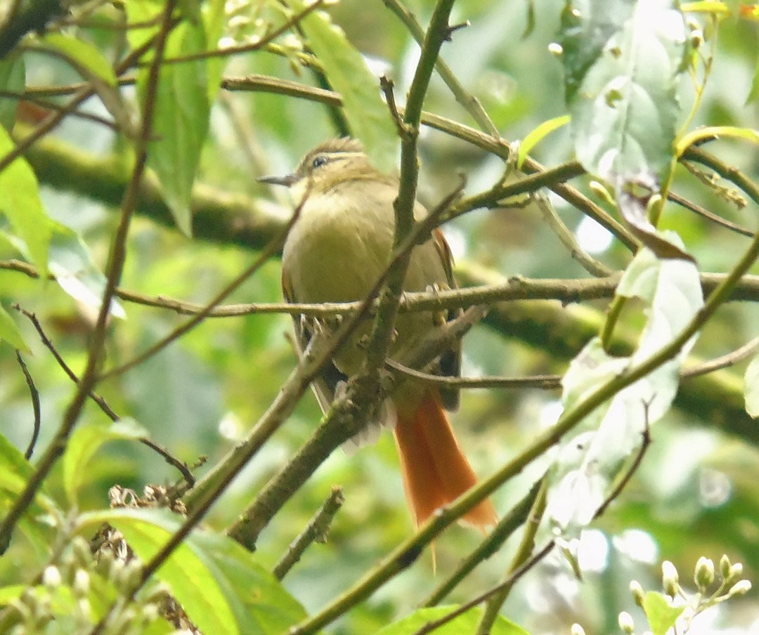 Olive Spinetail - ML641577658