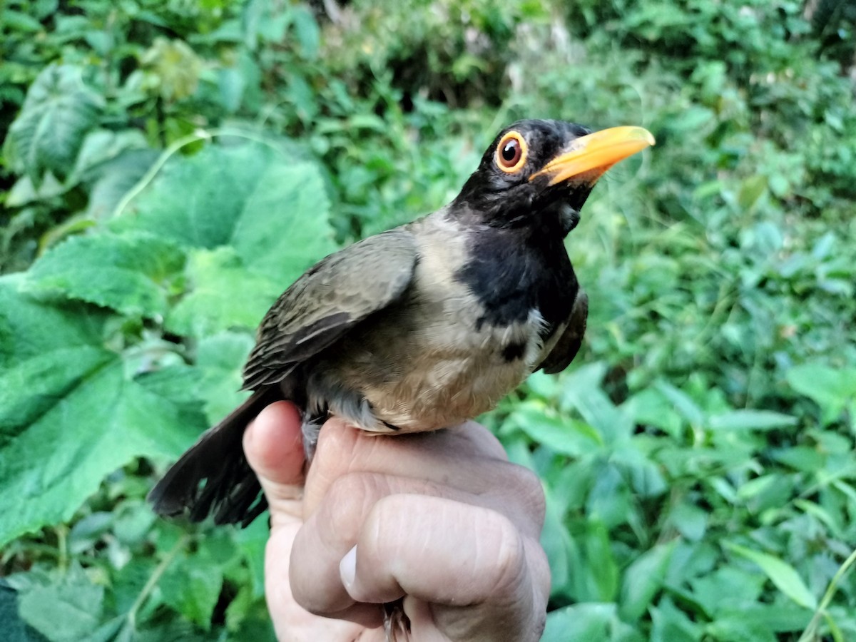 Black-hooded Thrush - ML641577660
