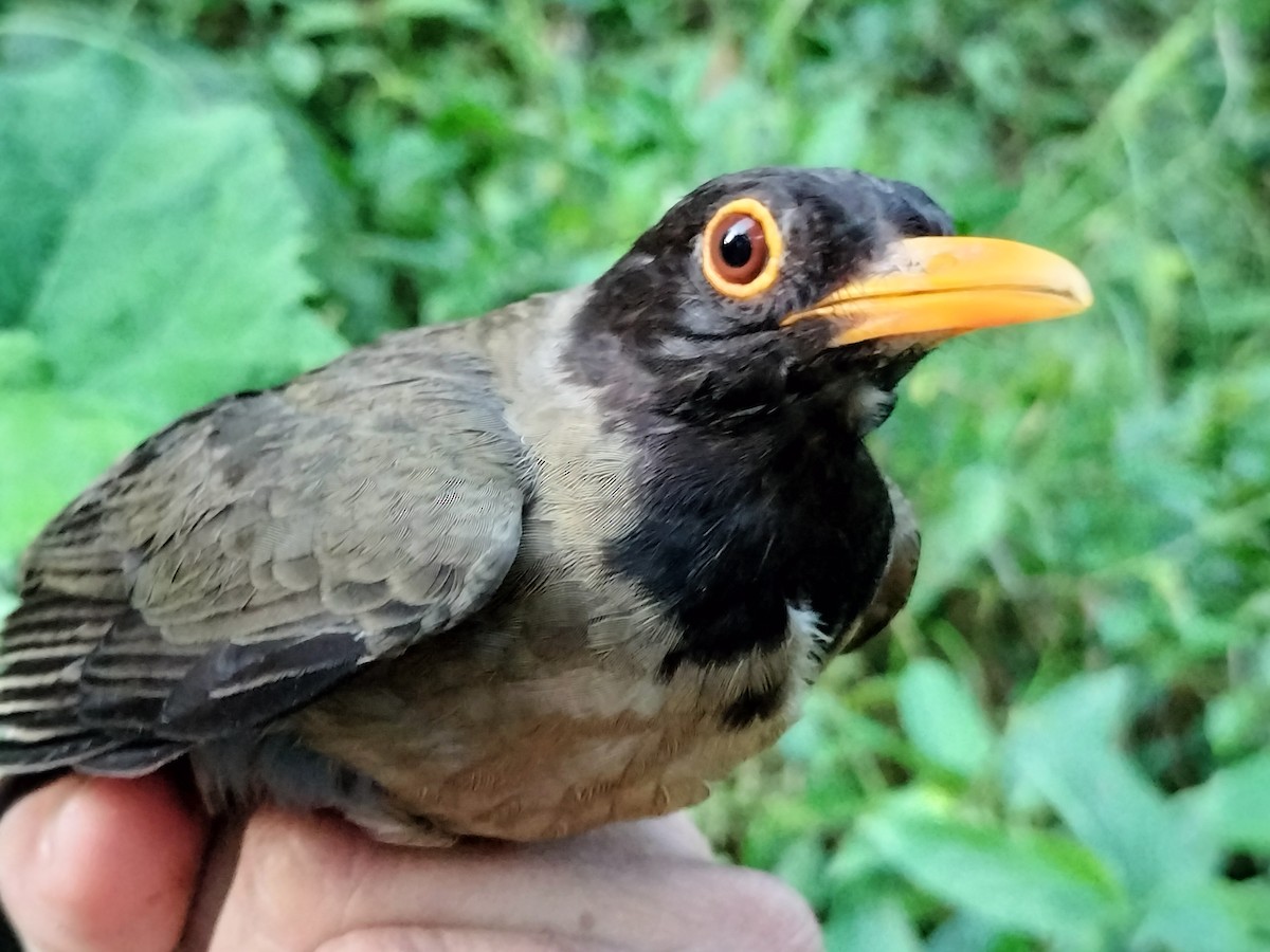 Black-hooded Thrush - ML641577661