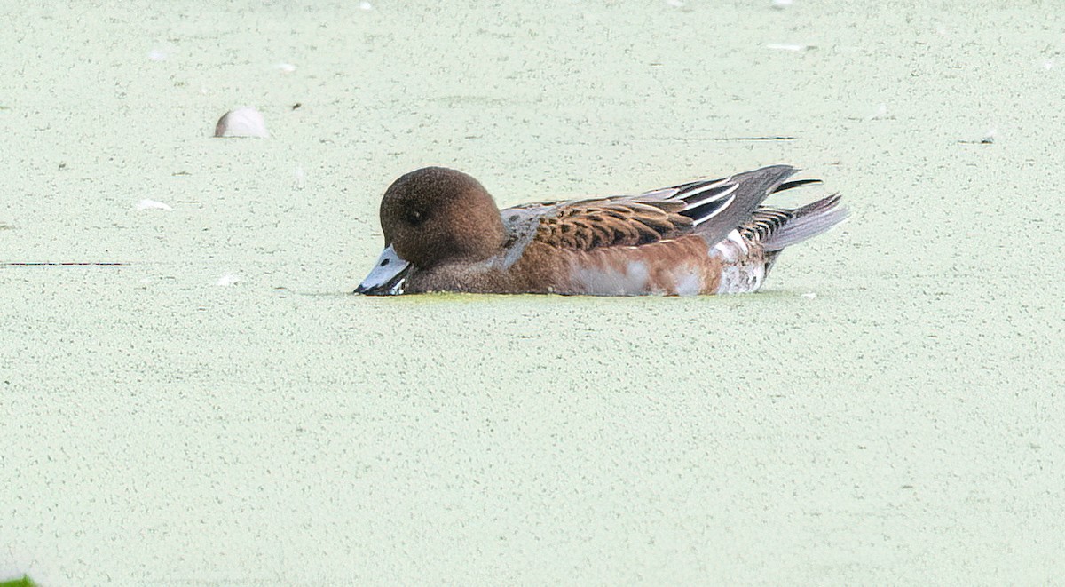 Eurasian Wigeon - ML641577665