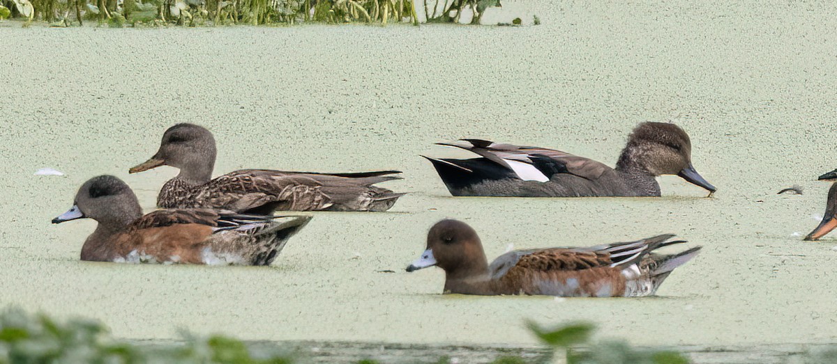 Eurasian Wigeon - ML641577666