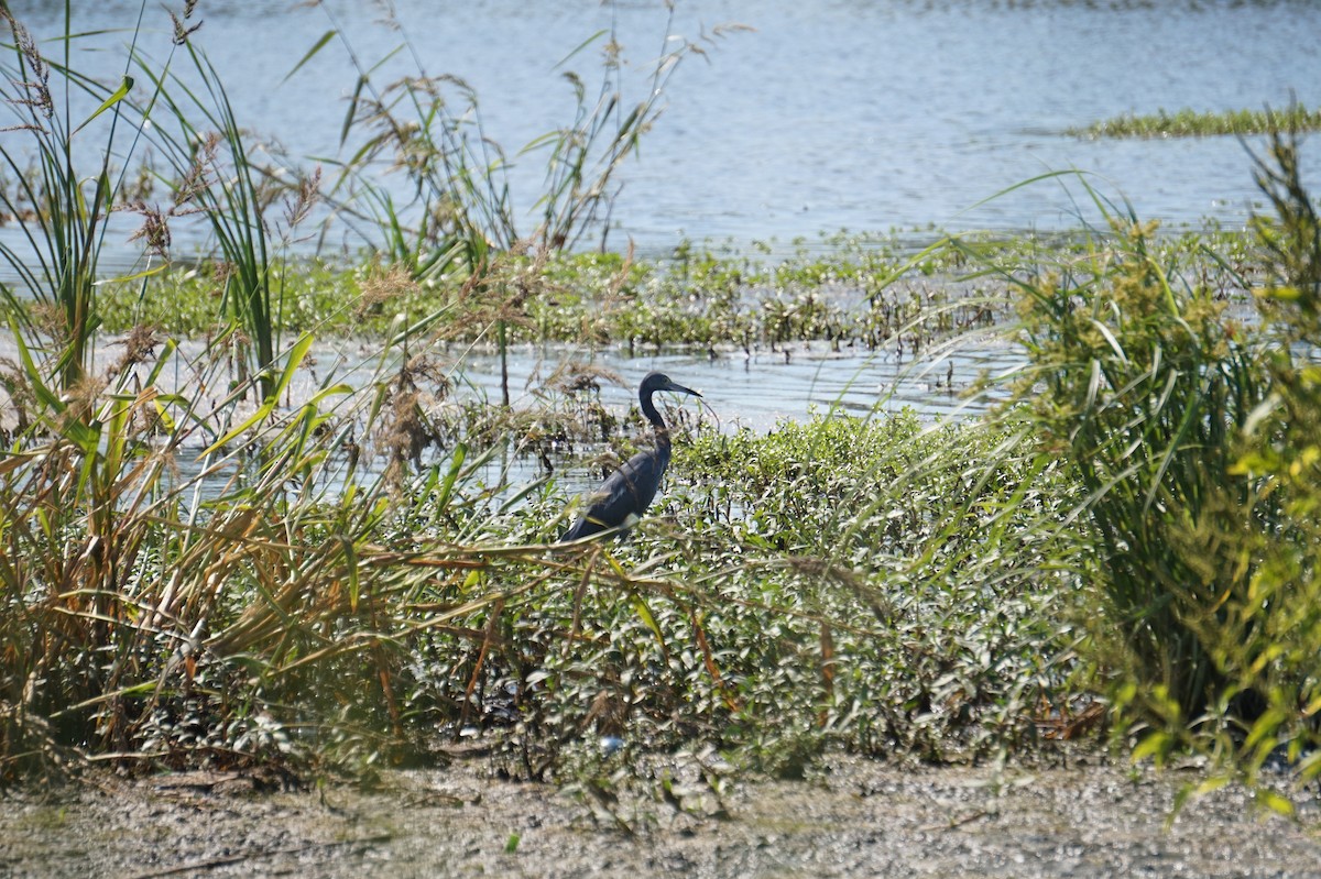 Little Blue Heron - ML641577668