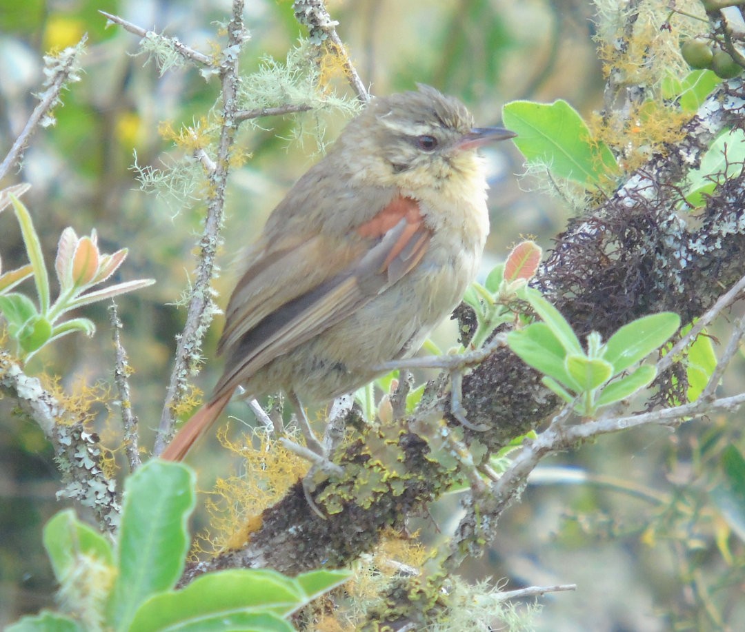 Olive Spinetail - ML641577689