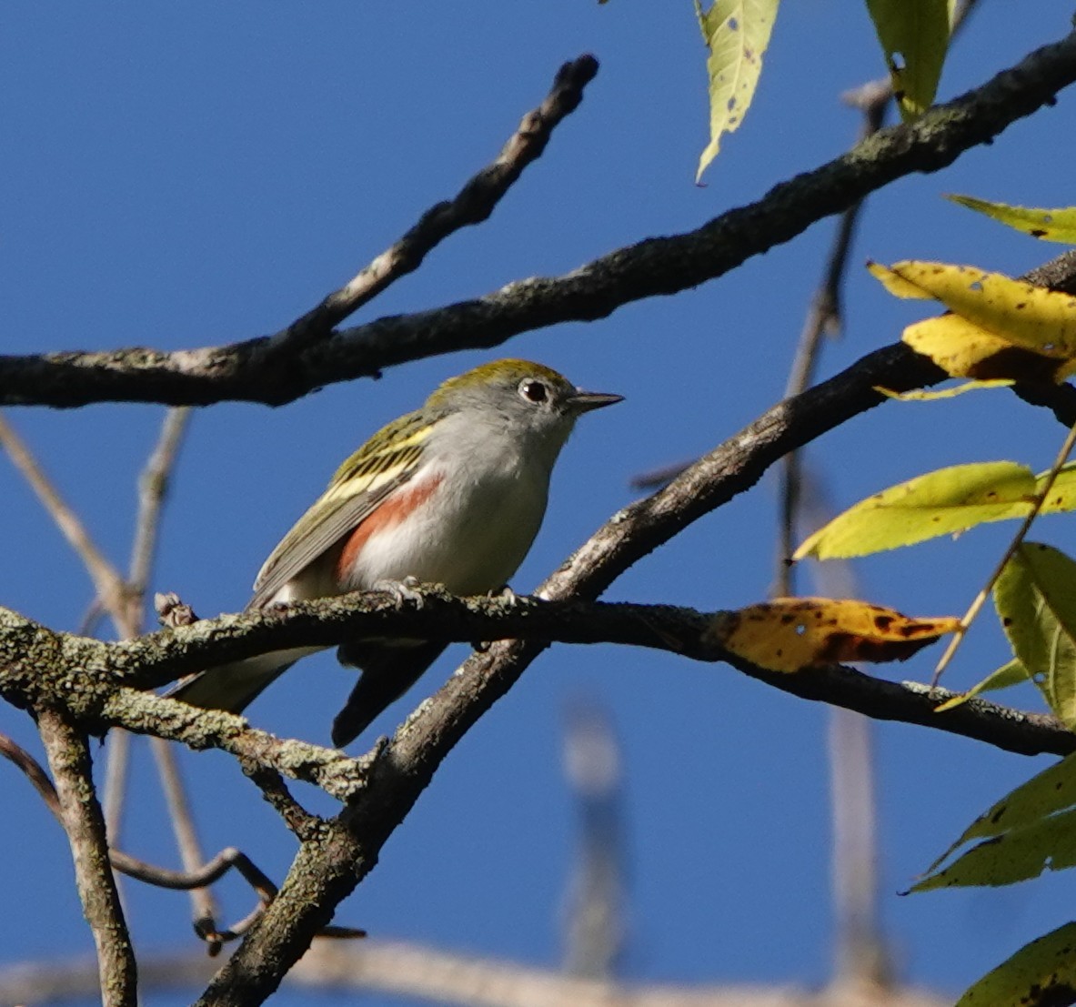 Chestnut-sided Warbler - ML641577707