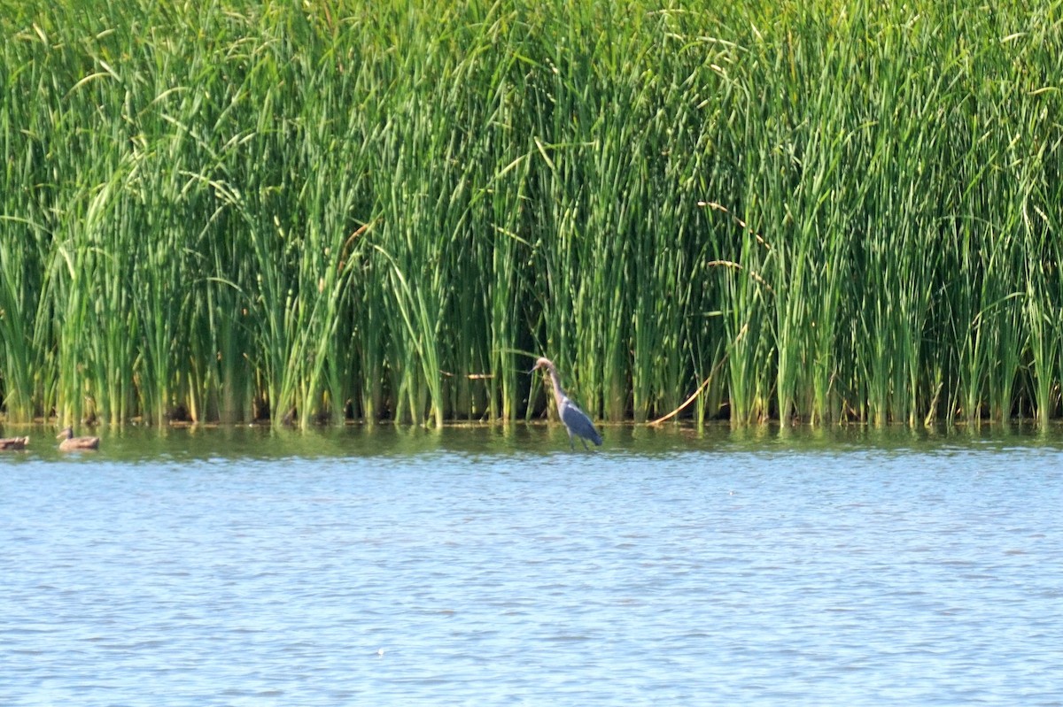 Reddish Egret - ML641577710