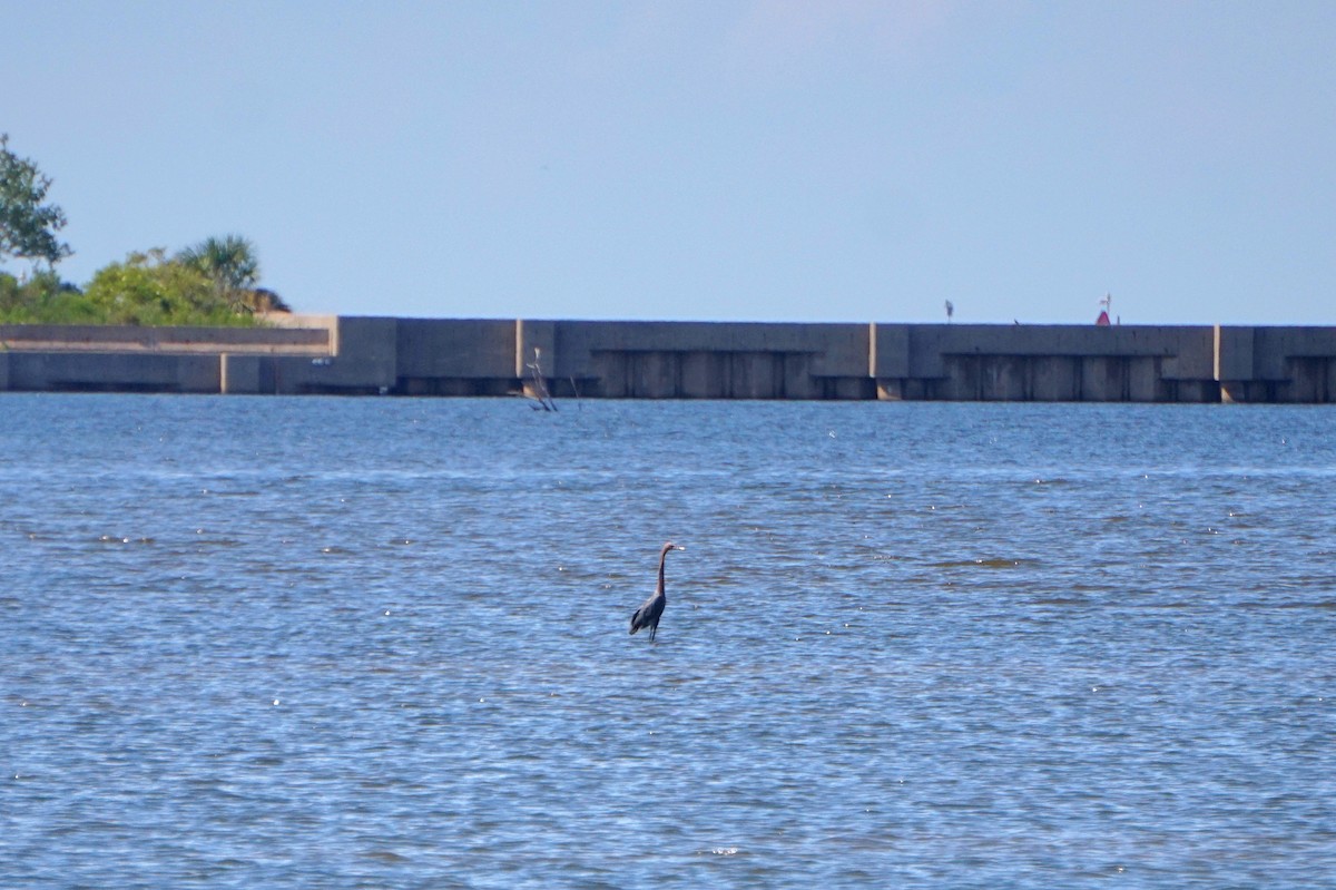 Reddish Egret - ML641577711