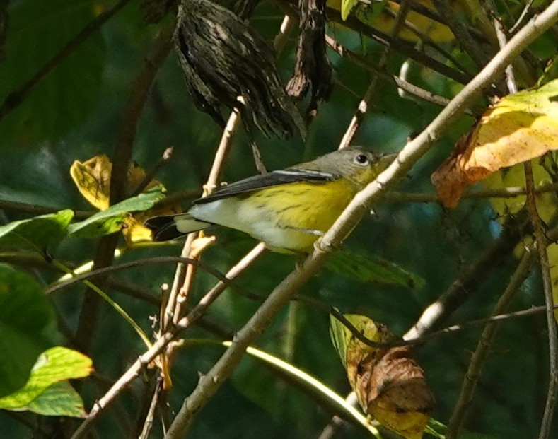 Magnolia Warbler - ML641577725