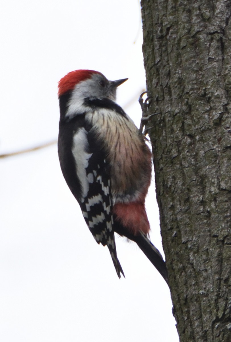 Middle Spotted Woodpecker - ML641577728