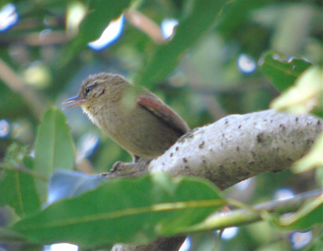 Olive Spinetail - ML641577729