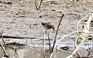 Graubrust-Strandläufer - ML641577731