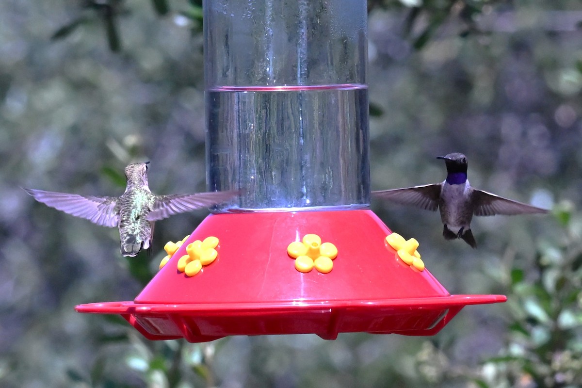 Black-chinned Hummingbird - ML641577732