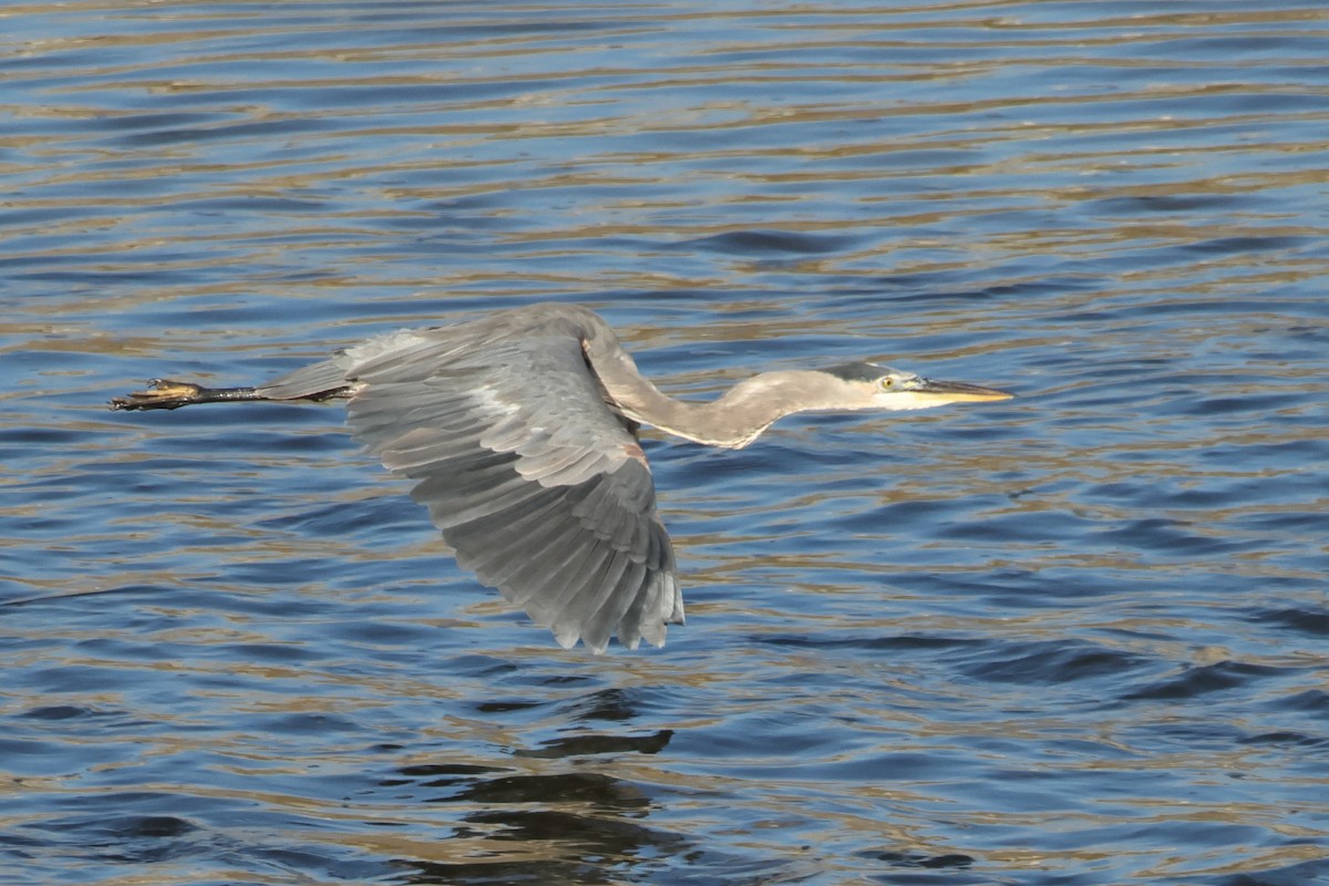 Great Blue Heron - ML641577739