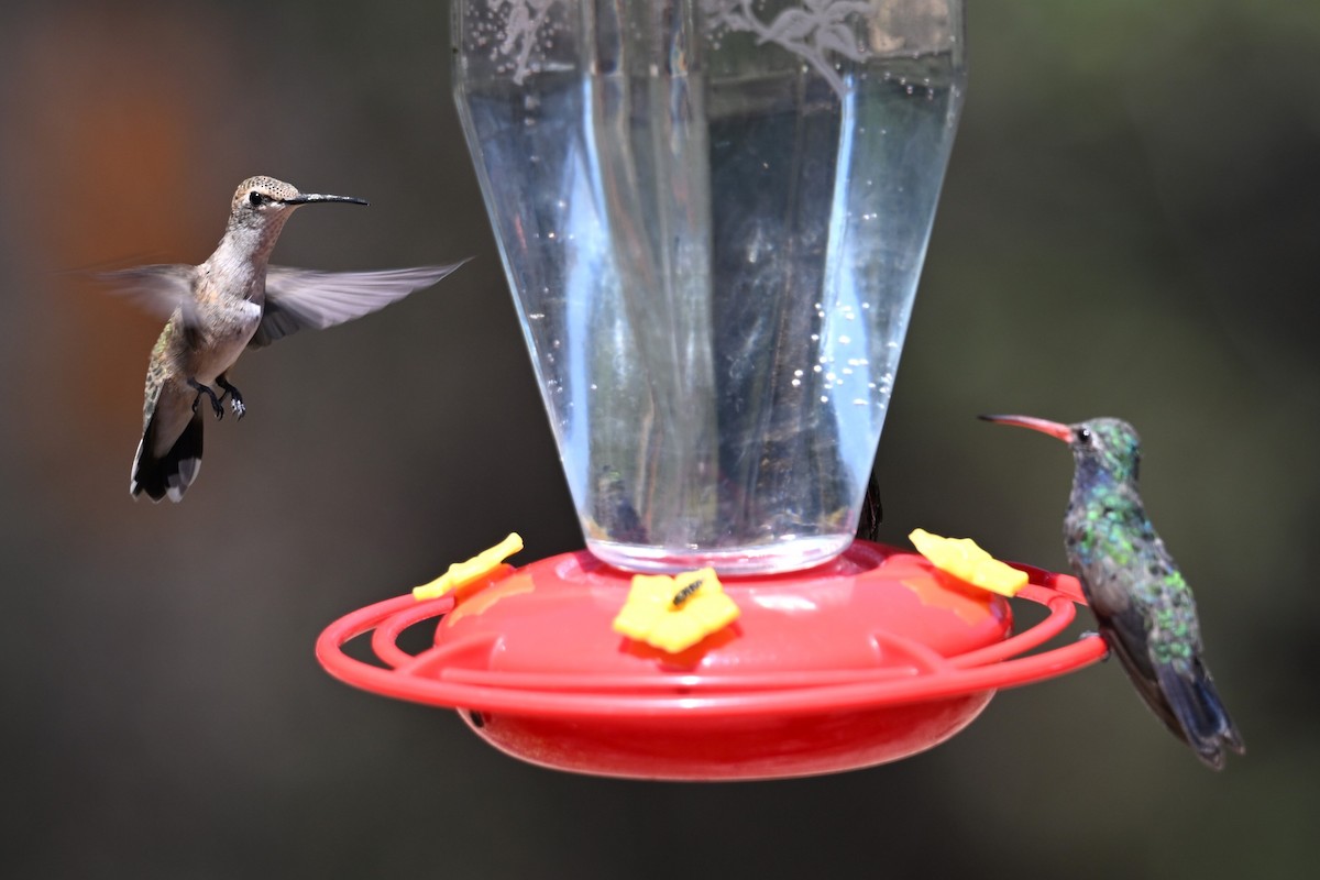 Black-chinned Hummingbird - ML641577753