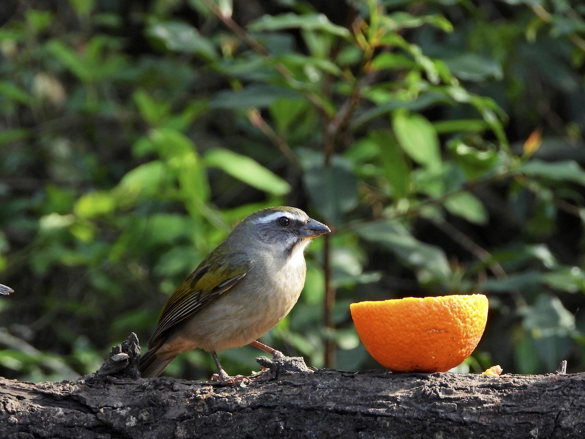 Green-winged Saltator - ML641577771
