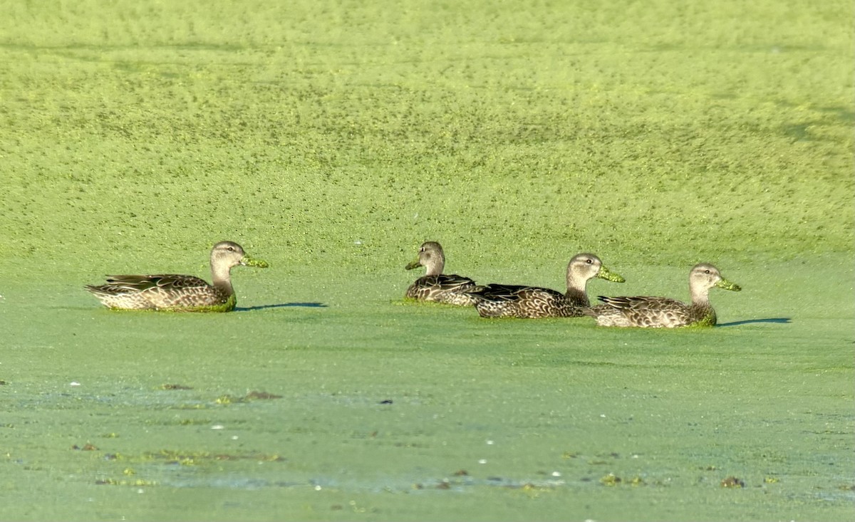 Blue-winged Teal - ML641577788