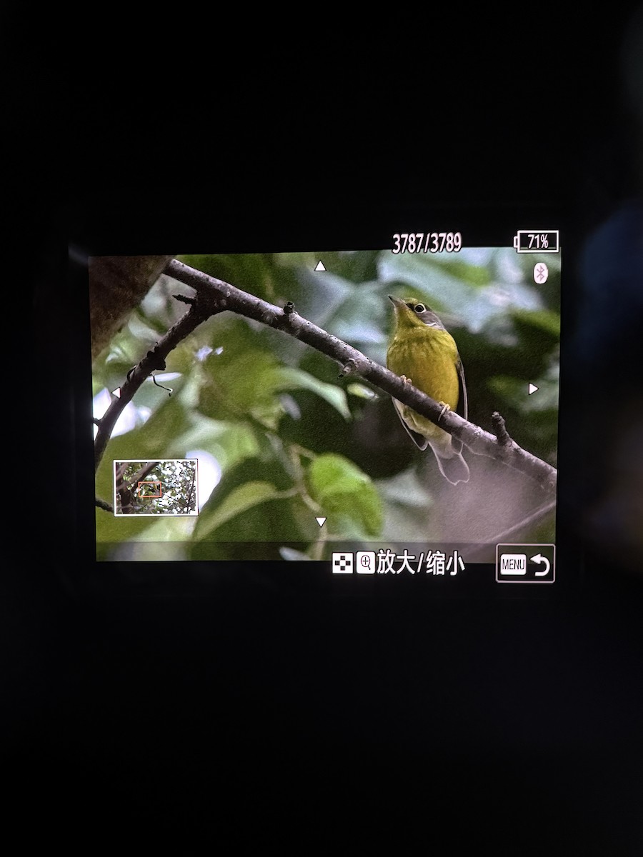 Canada Warbler - ML641577791