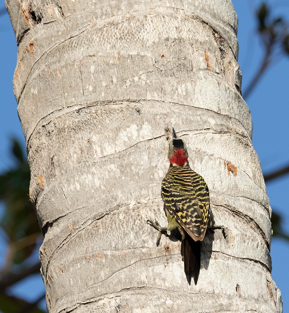 Hispaniolan Woodpecker - ML641577793