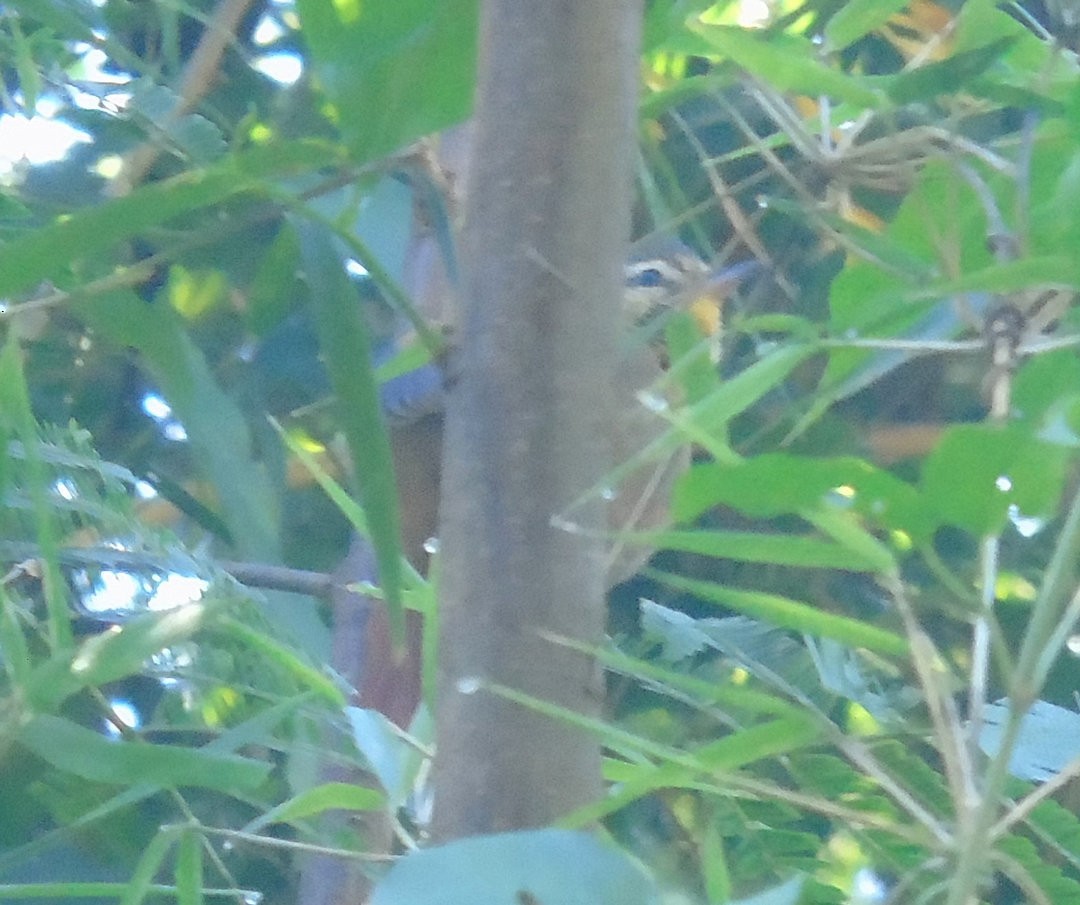 Olive Spinetail - ML641577795
