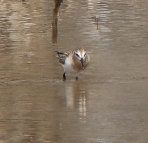 Bergstrandläufer - ML641577797