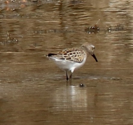 Bergstrandläufer - ML641577798